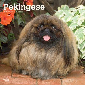 Pekingese 2020 12 x 12 Inch Monthly Square Wall Calendar, Animals Asian Dog Breeds