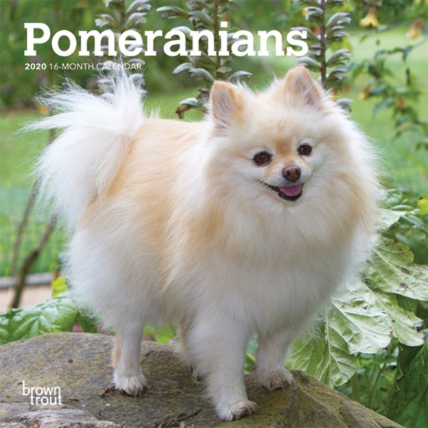 Pomeranians 2020 7 x 7 Inch Monthly Mini Wall Calendar, Animals Small Dog Breeds