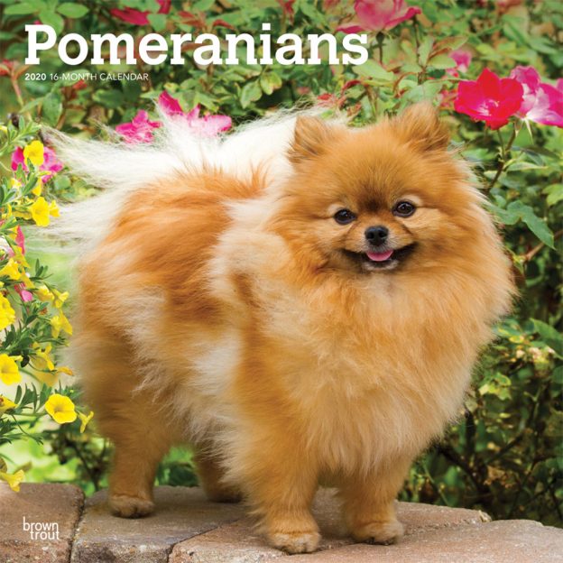 Pomeranians 2020 12 x 12 Inch Monthly Square Wall Calendar, Animals Small Dog Breeds