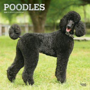 Poodles 2020 12 x 12 Inch Monthly Square Wall Calendar with Foil Stamped Cover, Animals Dog Breeds