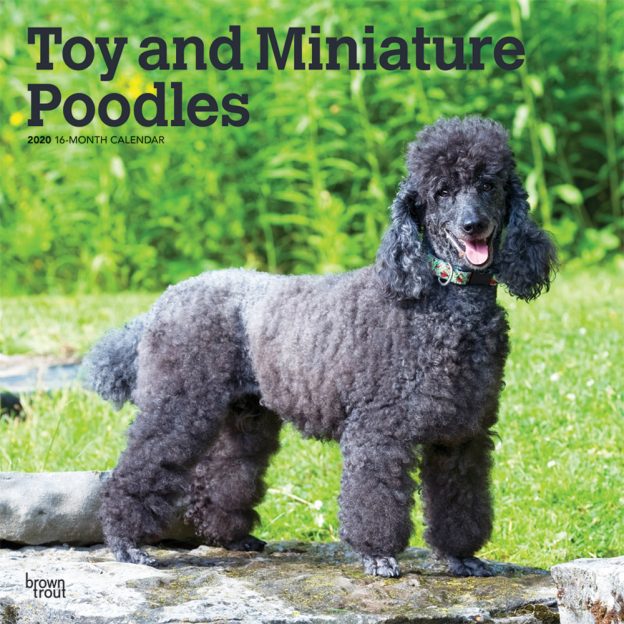 Toy and Miniature Poodles 2020 12 x 12 Inch Monthly Square Wall Calendar, Animals Small Dog Breeds