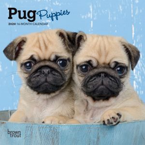 Pug Puppies 2020 7 x 7 Inch Monthly Mini Wall Calendar, Animals Dog Breeds Puppies