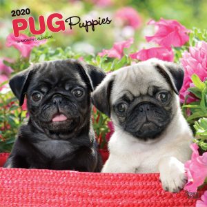 Pug Puppies 2020 12 x 12 Inch Monthly Square Wall Calendar, Animals Dog Breeds Puppies