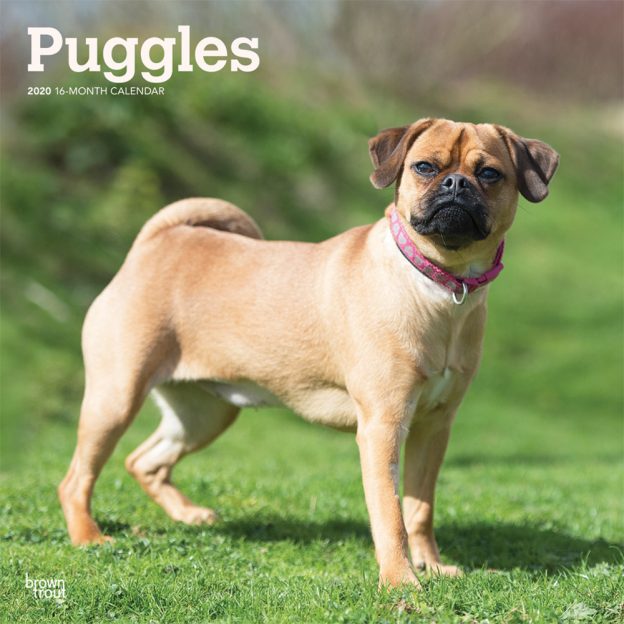 Puggles 2020 12 x 12 Inch Monthly Square Wall Calendar, Animals Mixed Dog Breeds