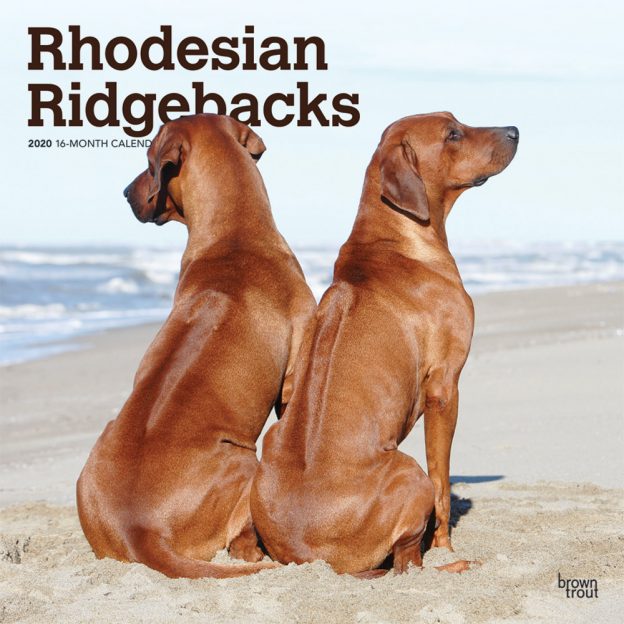 Rhodesian Ridgebacks 2020 12 x 12 Inch Monthly Square Wall Calendar, Animals Dog Breeds