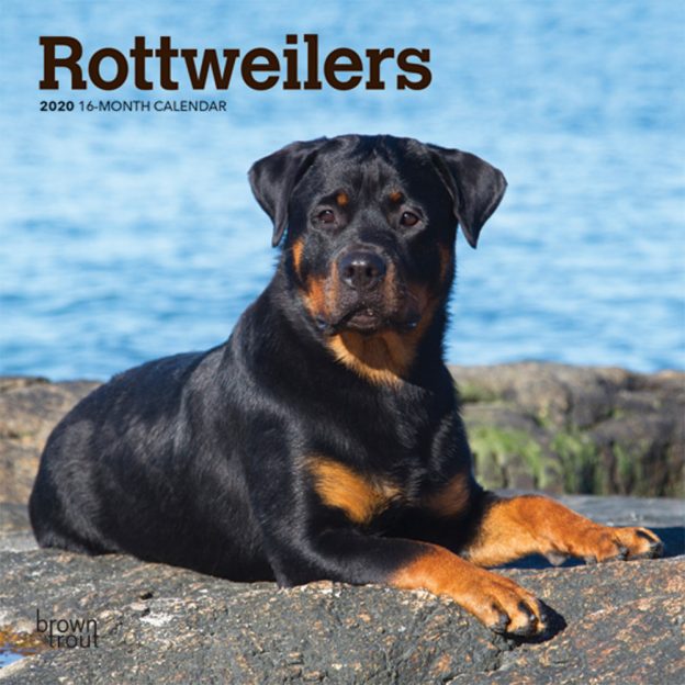 Rottweilers 2020 7 x 7 Inch Monthly Mini Wall Calendar, Animals Dog Breeds