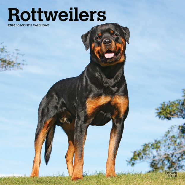 Rottweilers 2020 12 x 12 Inch Monthly Square Wall Calendar, Animals Dog Breeds