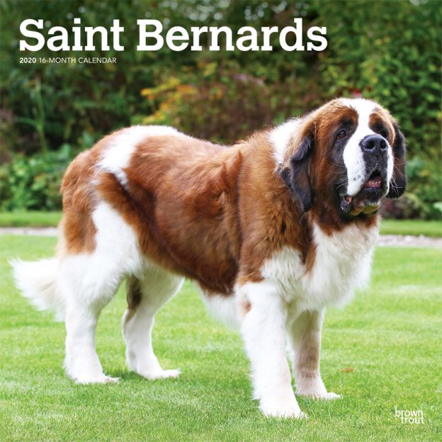 Saint Bernards 2020 12 x 12 Inch Monthly Square Wall Calendar, Animals Dog Breeds