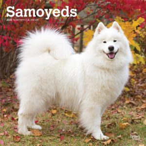 Samoyeds 2020 12 x 12 Inch Monthly Square Wall Calendar, Animals Dog Breeds