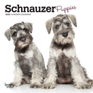 Schnauzer Puppies 2020 7 x 7 Inch Monthly Mini Wall Calendar, Animals Dog Breeds Puppies