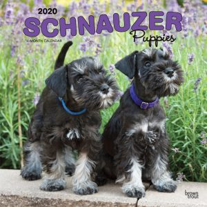 Schnauzer Puppies 2020 12 x 12 Inch Monthly Square Wall Calendar, Animals Dog Breeds Puppies