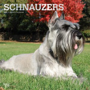 Schnauzers 2020 12 x 12 Inch Monthly Square Wall Calendar with Foil Stamped Cover, Animals Dog Breeds