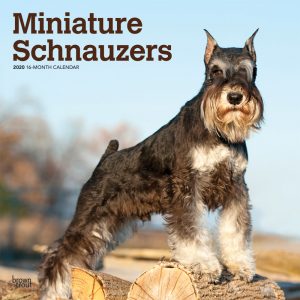 Miniature Schnauzers 2020 12 x 12 Inch Monthly Square Wall Calendar, Animals Small Dog Breeds