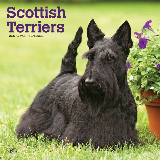 Scottish Terriers 2020 12 x 12 Inch Monthly Square Wall Calendar, Animals Dog Breeds