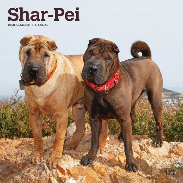 Shar Pei 2020 12 x 12 Inch Monthly Square Wall Calendar, Animals Dog Breeds