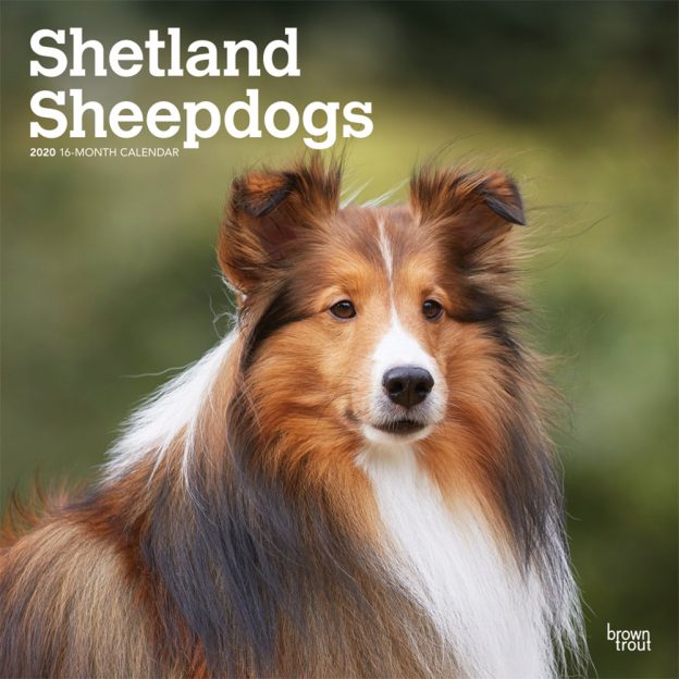 Shetland Sheepdogs 2020 12 x 12 Inch Monthly Square Wall Calendar, Animals Dog Breeds