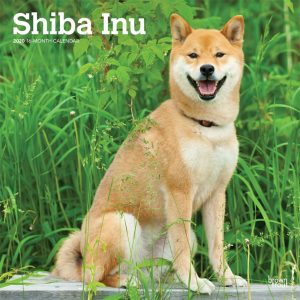 Shiba Inu 2020 12 x 12 Inch Monthly Square Wall Calendar, Animals Asian Dog Breeds