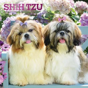 Shih Tzu 2020 12 x 12 Inch Monthly Square Wall Calendar with Foil Stamped Cover, Animals Small Dog Breeds