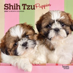 Shih Tzu Puppies 2020 7 x 7 Inch Monthly Mini Wall Calendar, Animal Small Dog Breed Puppies