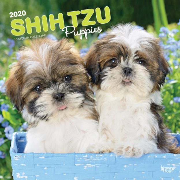 Shih Tzu Puppies 2020 12 x 12 Inch Monthly Square Wall Calendar, Animal Small Dog Breed Puppies
