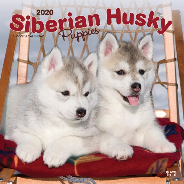 Siberian Husky Puppies 2020 12 x 12 Inch Monthly Square Wall Calendar, Animal Dog Breeds Husky