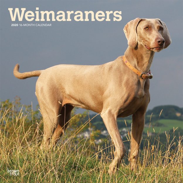 Weimaraners 2020 12 x 12 Inch Monthly Square Wall Calendar, Animals Dog Breeds