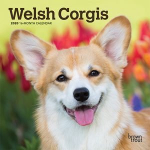 Welsh Corgis 2020 7 x 7 Inch Monthly Mini Wall Calendar, Animals Dog Breeds