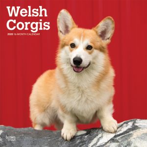 Welsh Corgis 2020 12 x 12 Inch Monthly Square Wall Calendar, Animals Dog Breeds