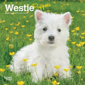 West Highland White Terrier Puppies 2020 7 x 7 Inch Monthly Mini Wall Calendar, Animals Dog Breeds Terrier Puppies