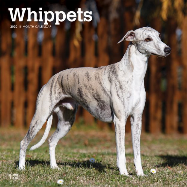 Whippets 2020 12 x 12 Inch Monthly Square Wall Calendar, Animals Dog Breeds