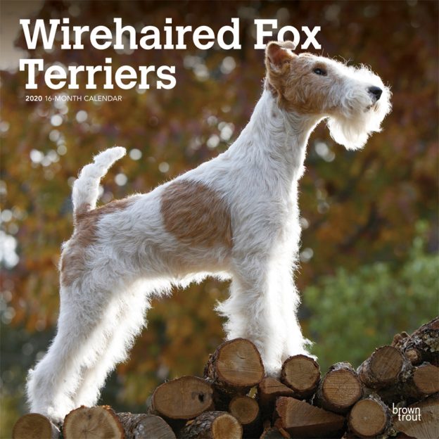 Wirehaired Fox Terriers 2020 12 x 12 Inch Monthly Square Wall Calendar, Animals Dog Breeds Terriers
