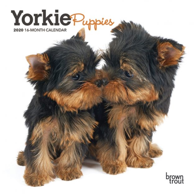 Yorkie Puppies 2020 7 x 7 Inch Monthly Mini Wall Calendar, Animals Small Dog Breeds Terrier Yorkshire Terrier