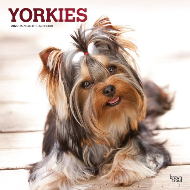 Yorkies 2020 12 x 12 Inch Monthly Square Wall Calendar with Foil Stamped Cover, Animals Small Dog Breeds Yorkshire Terriers