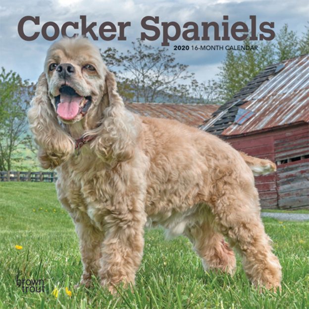 Cocker Spaniels 2020 7 x 7 Inch Monthly Mini Wall Calendar, Animals Mixed Dog Breeds