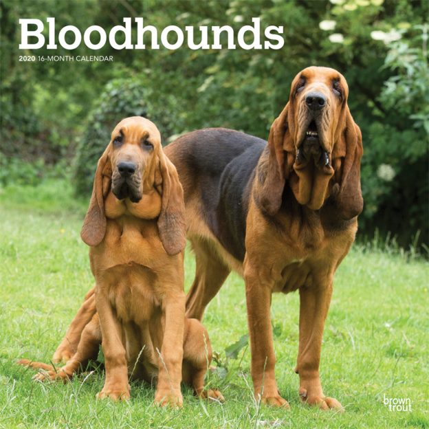 Bloodhounds 2020 12 x 12 Inch Monthly Square Wall Calendar, Animals Dog Breeds Hound