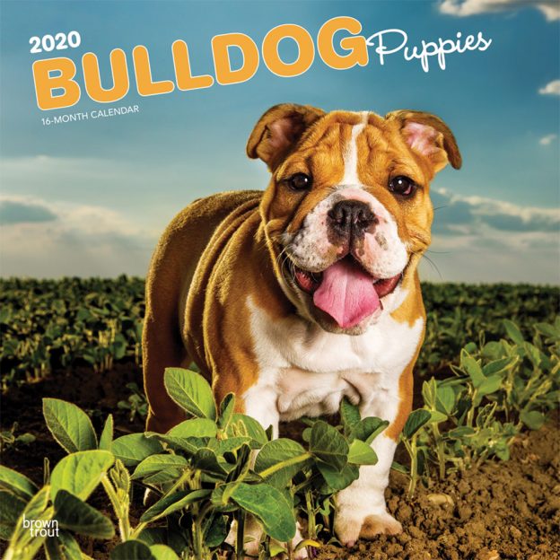 Bulldog Puppies 2020 12 x 12 Inch Monthly Square Wall Calendar, Animals Dog Breeds Terrier