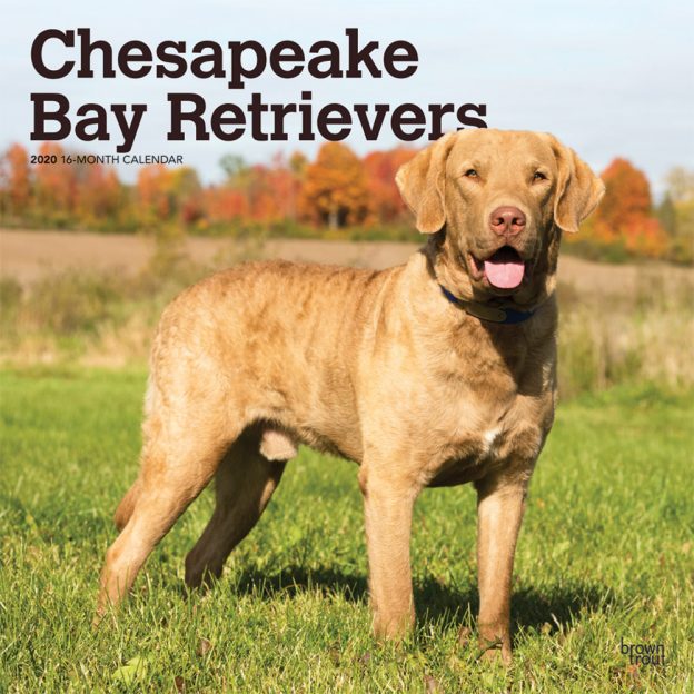 Chesapeake Bay Retrievers 2020 12 x 12 Inch Monthly Square Wall Calendar, Animals Dog Breeds Retrievers