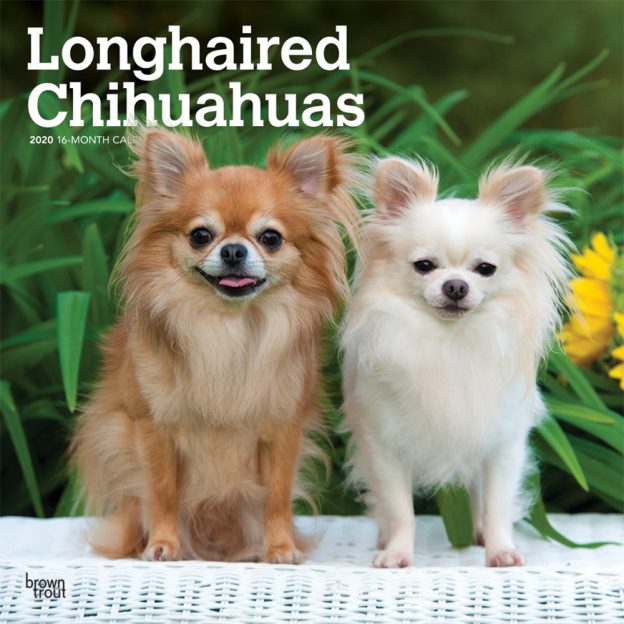 Longhaired Chihuahuas 2020 12 x 12 Inch Monthly Square Wall Calendar, Animals Small Dog Breeds