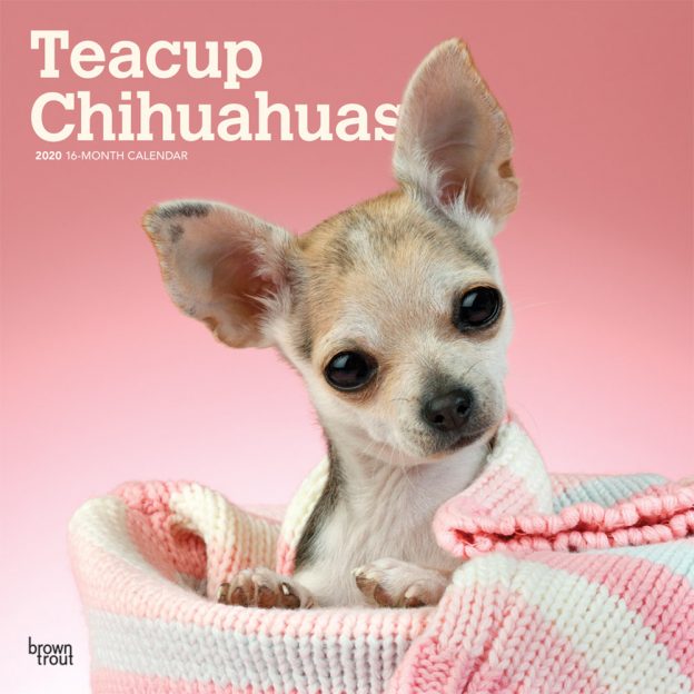 Teacup Chihuahuas 2020 12 x 12 Inch Monthly Square Wall Calendar, Animals Small Dog Breeds