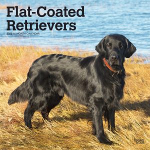 Flat Coated Retrievers 2020 12 x 12 Inch Monthly Square Wall Calendar, Animals Dog Breeds Retrievers