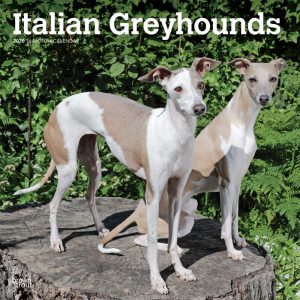 Italian Greyhounds 2020 12 x 12 Inch Monthly Square Wall Calendar, Animals Italian Dog Breeds