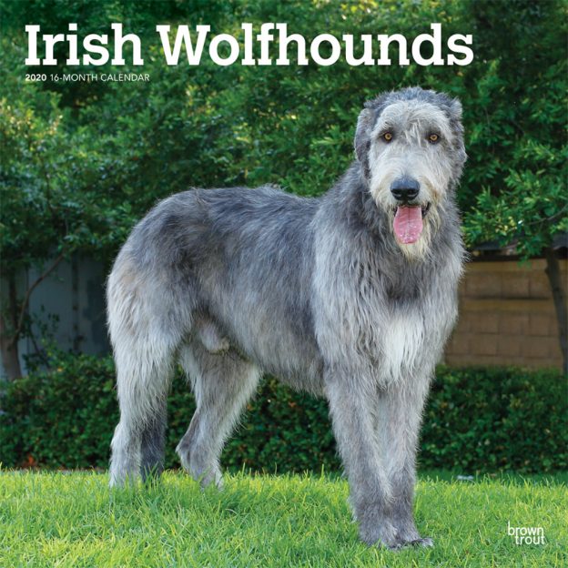 Irish Wolfhounds 2020 12 x 12 Inch Monthly Square Wall Calendar, Animals Irish Dog Breeds