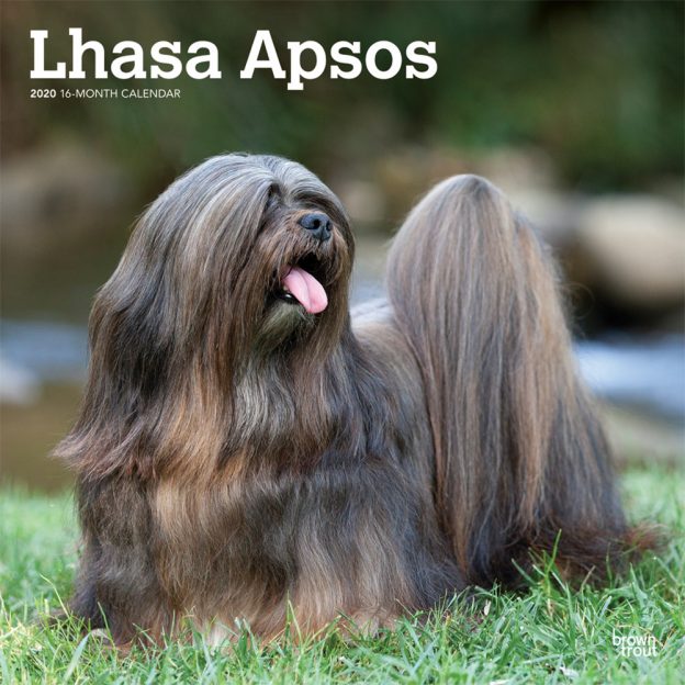 Lhasa Apsos 2020 12 x 12 Inch Monthly Square Wall Calendar, Animals Dog Breeds