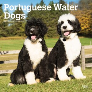 Portuguese Water Dogs 2020 12 x 12 Inch Monthly Square Wall Calendar, Animals Dog Breeds