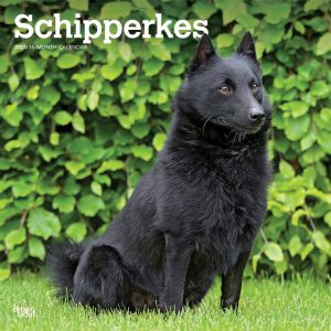Schipperkes 2020 12 x 12 Inch Monthly Square Wall Calendar, Animals Dog Breeds