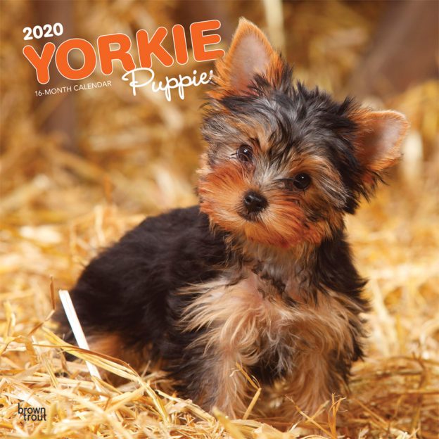Yorkie Puppies 2020 12 x 12 Inch Monthly Square Wall Calendar, Animals Small Dog Breeds Yorkshire Terrier