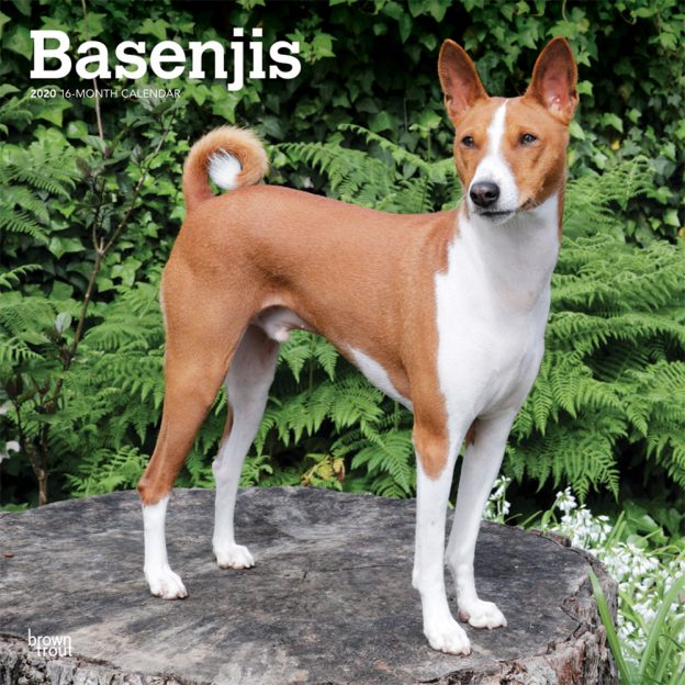 Basenjis 2020 12 x 12 Inch Monthly Square Wall Calendar, Animals Dog Breeds