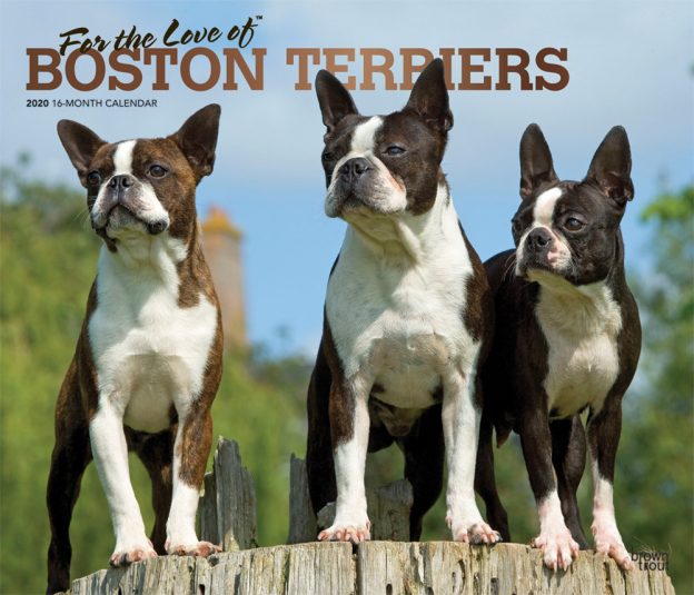 For the Love of Boston Terriers 2020 14 x 12 Inch Monthly Deluxe Wall Calendar with Foil Stamped Cover, Animal Dog Breeds