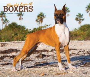 For the Love of Boxers 2020 14 x 12 Inch Monthly Deluxe Wall Calendar with Foil Stamped Cover, Animal Dog Breeds
