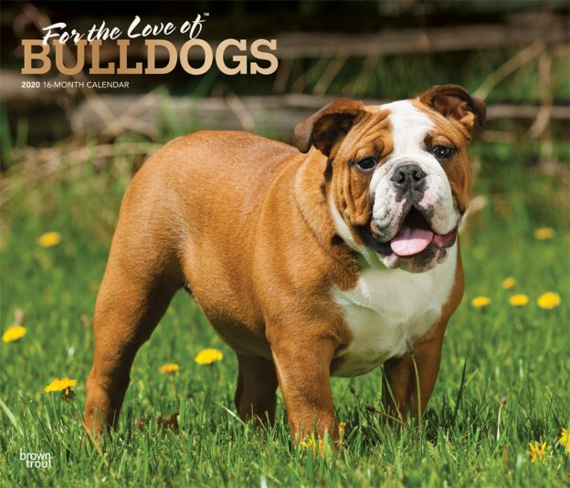 For the Love of Bulldogs 2020 14 x 12 Inch Monthly Deluxe Wall Calendar with Foil Stamped Cover, Animal Dog Breeds